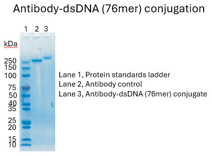 SDS-PAGE gel analysis of Antibody–double strand DNA dsDNA conjugation showing lanes for standard, control, and conjugate