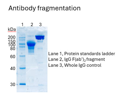 antibody fragmentation, custom antibody conjugation services, antibody-drug conjugate (ADC) development