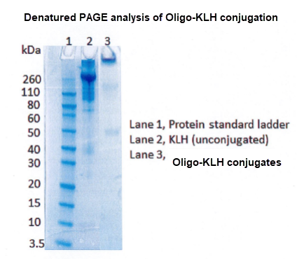 oligo KLH conjugation