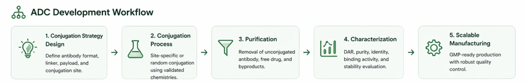 ADC development workflow showing conjugation strategy design, conjugation process, purification, characterization, and scalable manufacturing