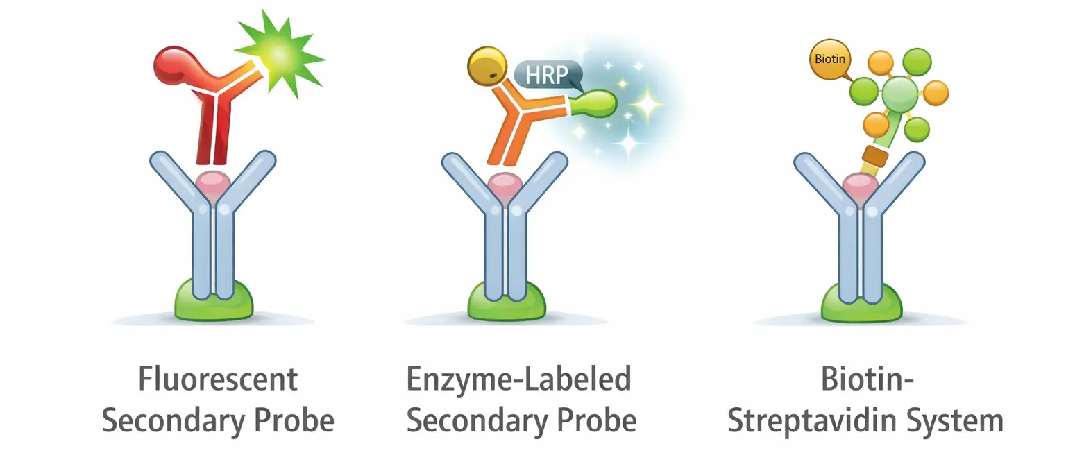 Antibody engineering and conjugation including fluorescent labeling, oligonucleotide conjugation, nanoparticle conjugation, liposome conjugation, and antibody-drug conjugation