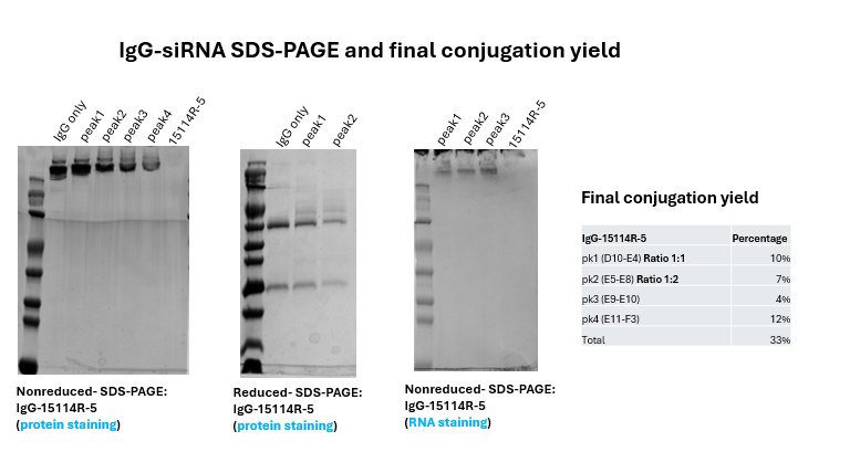 IgG–siRNA SDS-PAGE gel analysis