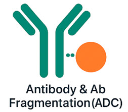 Antibody conjugation (ADC) icon – Bio-Synthesis