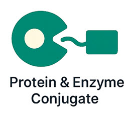Protein & enzyme conjugation icon – Bio-Synthesis