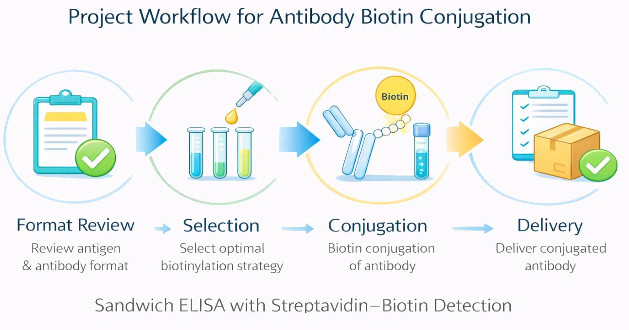 Typical project workflow for secondary detection probes including host matching, label selection, assay design, and signal amplification