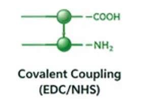 Covalent coupling EDC NHS chemistry for antibody conjugation