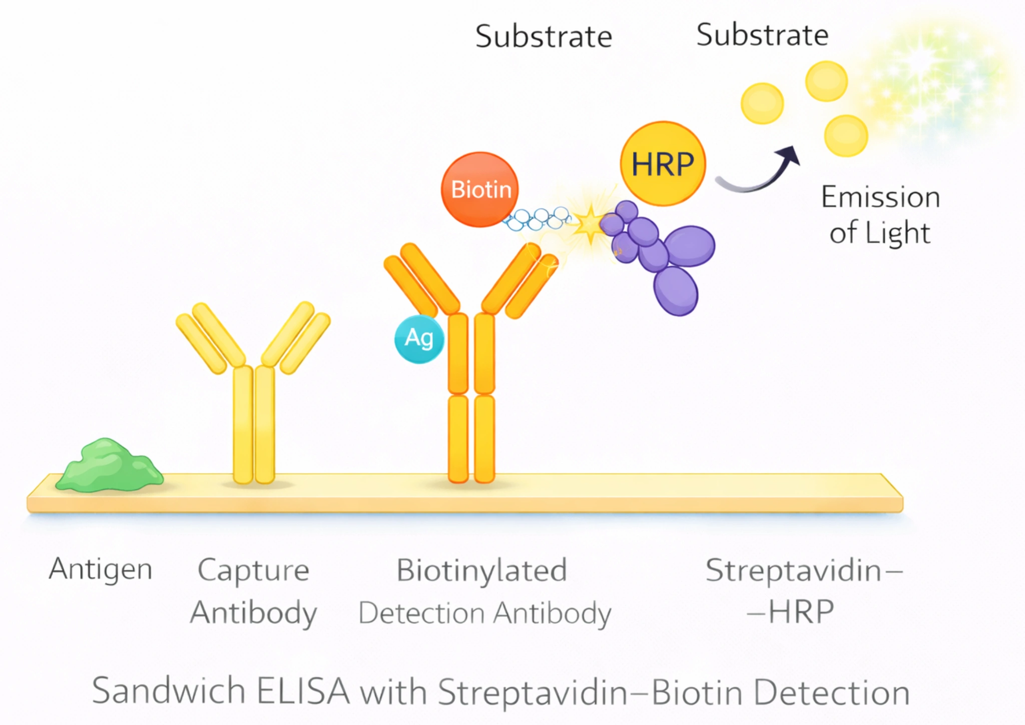 Sandwich ELISA with Streptavidin-Biotin Detection