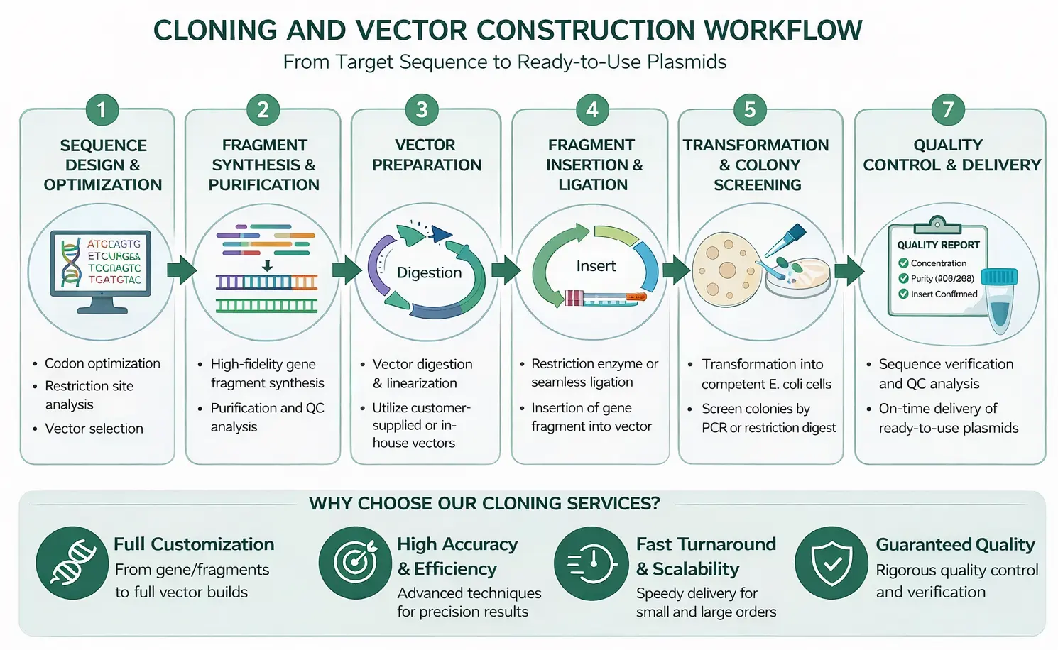 Cloning and vector construction workflow from target sequence to ready-to-use plasmids