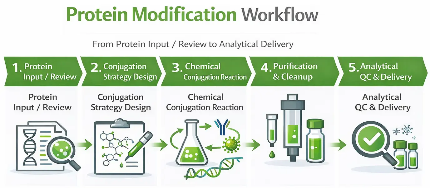 Protein modification and conjugation workflow