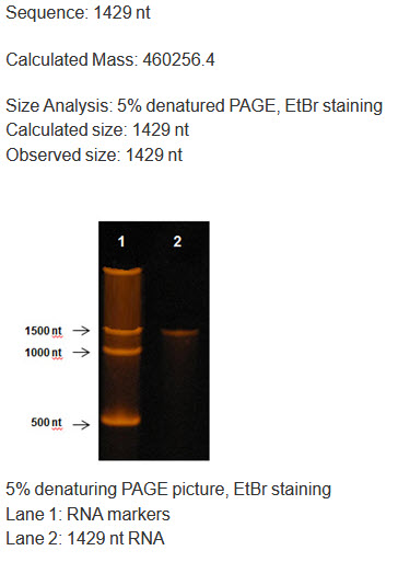 ultra long RNA by in vitro transcript.