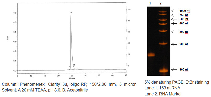 Long RNA Synthesis