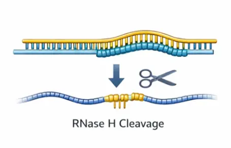 Antisense oligonucleotide binding to target RNA illustration