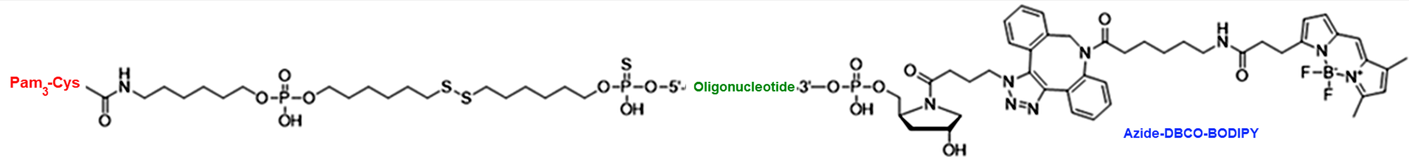 Bioorthogonal click chemistry for oligonucleotide drug conjugates showing azide-DBCO SPAAC and tetrazine-TCO IEDDA attachment of small-molecule payloads to siRNA and ASO