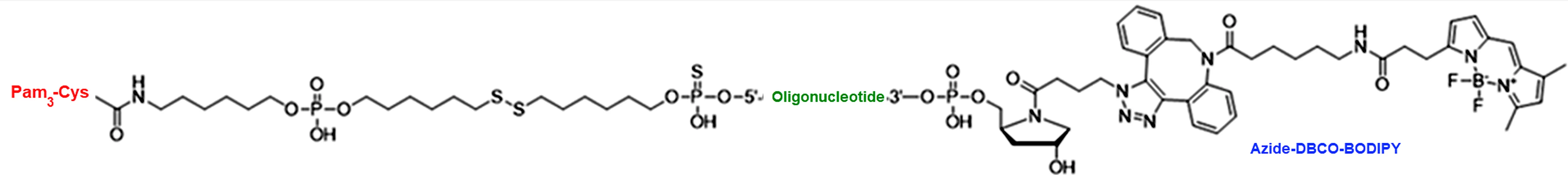 Bioorthogonal click chemistry for oligonucleotide drug conjugates showing azide-DBCO SPAAC and tetrazine-TCO IEDDA attachment of small-molecule payloads to siRNA and ASO