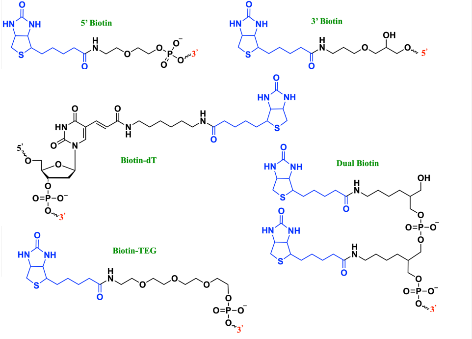 Common biotinylated oligonucleotide modifications including 5' Biotin, 3' Biotin, Biotin-dT, Dual Biotin, and Biotin-TEG linkers