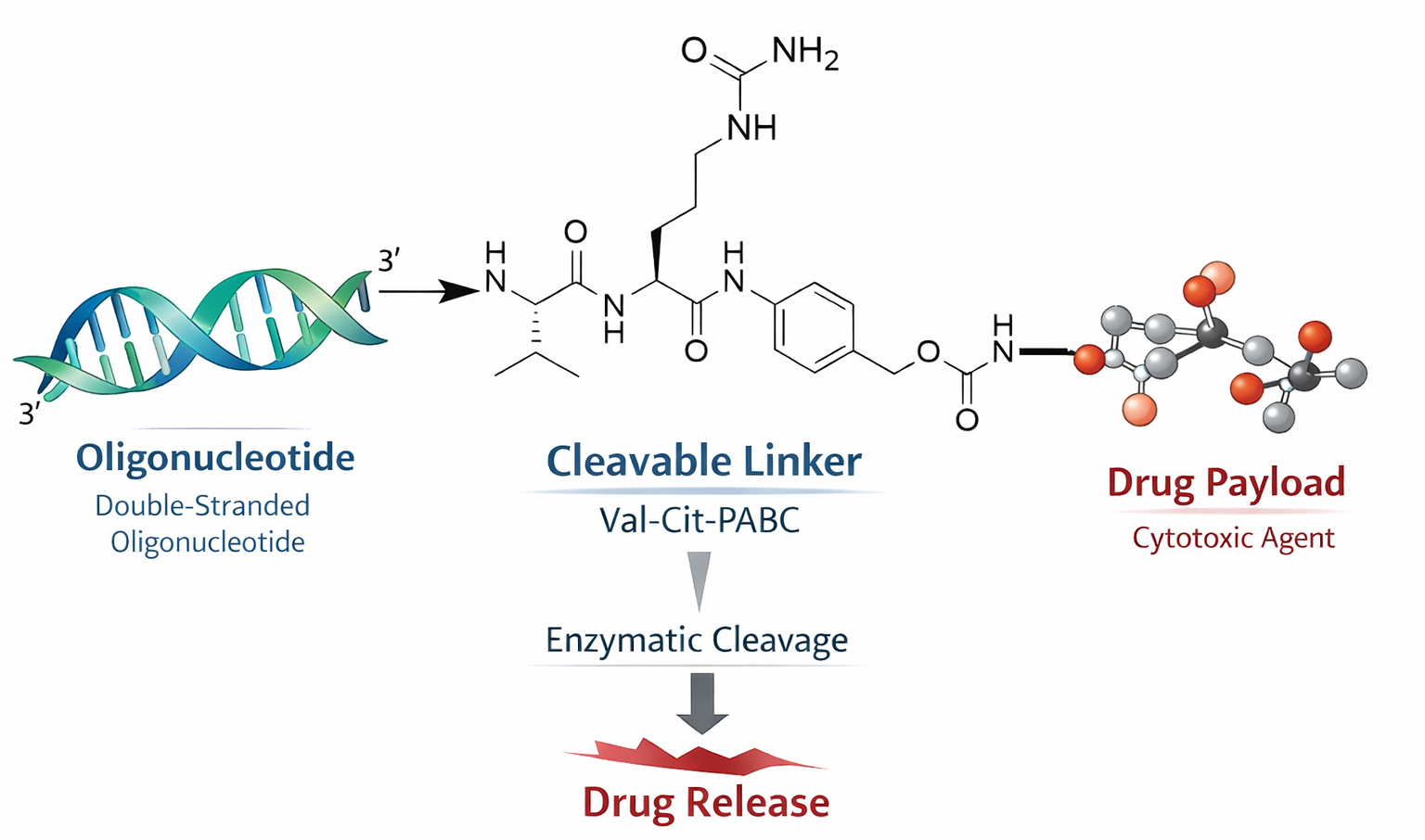 Cleavable linker ODC architecture showing oligonucleotide, trigger-cleavable linker, self-immolative spacer, and payload release