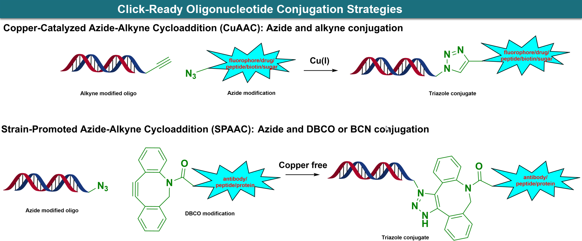 Click-Ready Oligonucleotide Conjugation Architecture.</strong> Representative azide, alkyne, 5′-Hexynyl, Octadiynyl-dU, and DBCO-based oligo