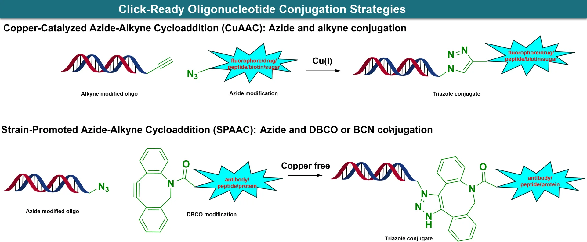 Click-Ready Oligonucleotide Conjugation Architecture.</strong> Representative azide, alkyne, 5′-Hexynyl, Octadiynyl-dU, and DBCO-based oligo
