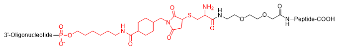 Crosslinker-modified oligonucleotide architecture showing oligo, linker, crosslinker, and peptide conjugation