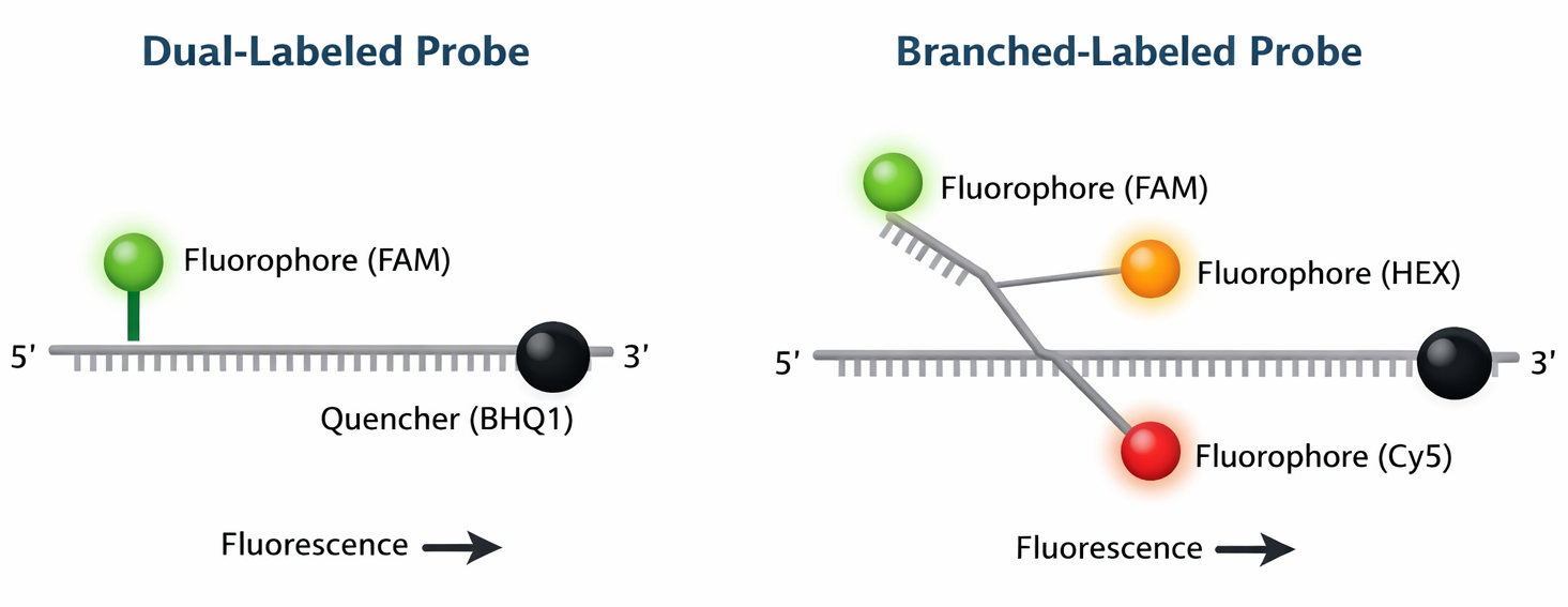 Dual labeled probe and branched labeled probe architecture showing fluorophore and quencher configurations used in qPCR detection