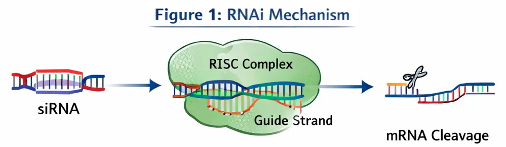 Multiple Antigen Peptide (MAP) schematic showing lysine dendrimer core with multiple epitope arms and optional spacers.