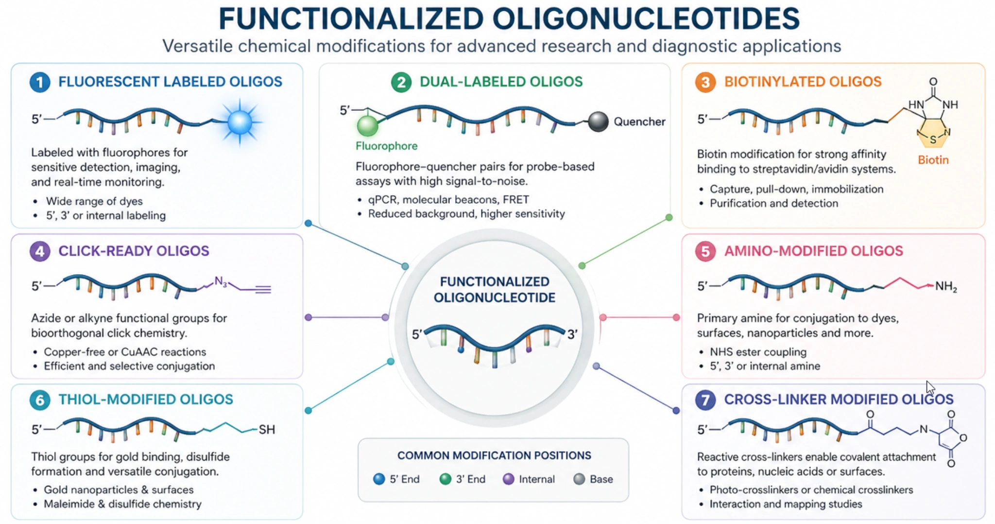 Functionalized oligonucleotides including fluorescent, dual-labeled, biotinylated, click-ready, amino, thiol, and cross-linker modified oligos