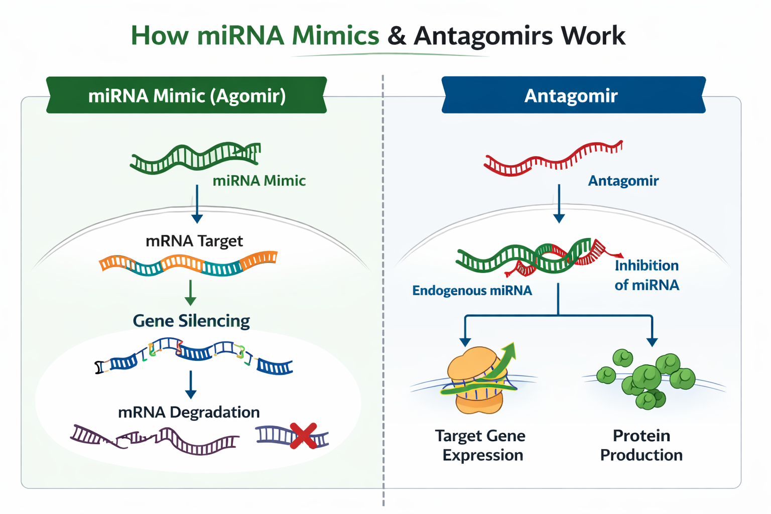 How miRNA mimics (agomirs) and antagomirs (anti‑miR inhibitors) work: mimic duplex loads into RISC for target repression; antagomir binds endogenous miRNA to block activity and de-repress targets.