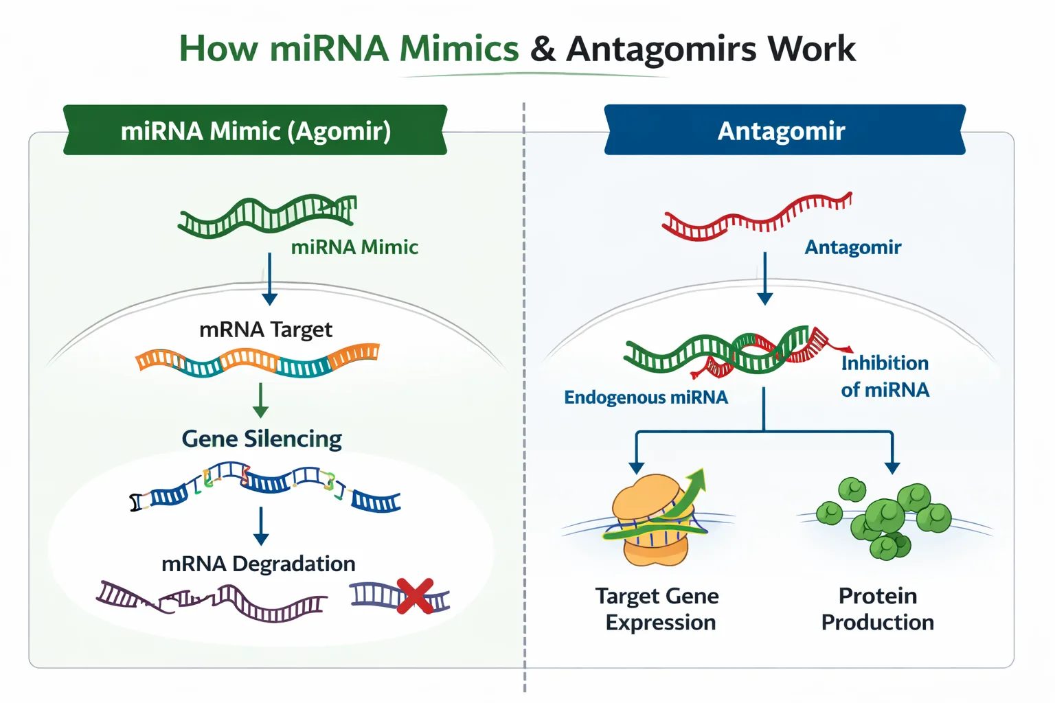 How miRNA mimics (agomirs) and antagomirs (anti‑miR inhibitors) work: mimic duplex loads into RISC for target repression; antagomir binds endogenous miRNA to block activity and de-repress targets.