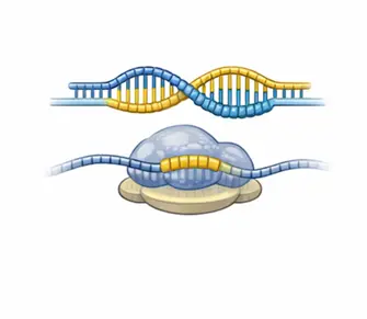 miRNA mimic duplex regulating gene expression illustration