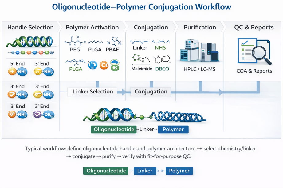 Oligonucleotide–polymer conjugation workflow showing handle selection, polymer activation, conjugation, purification, and QC