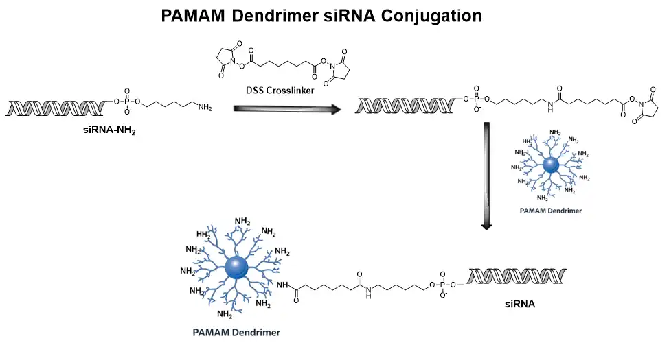 Schematic of PAMAM dendrimer siRNA conjugation using NHS ester and maleimide crosslinking chemistry