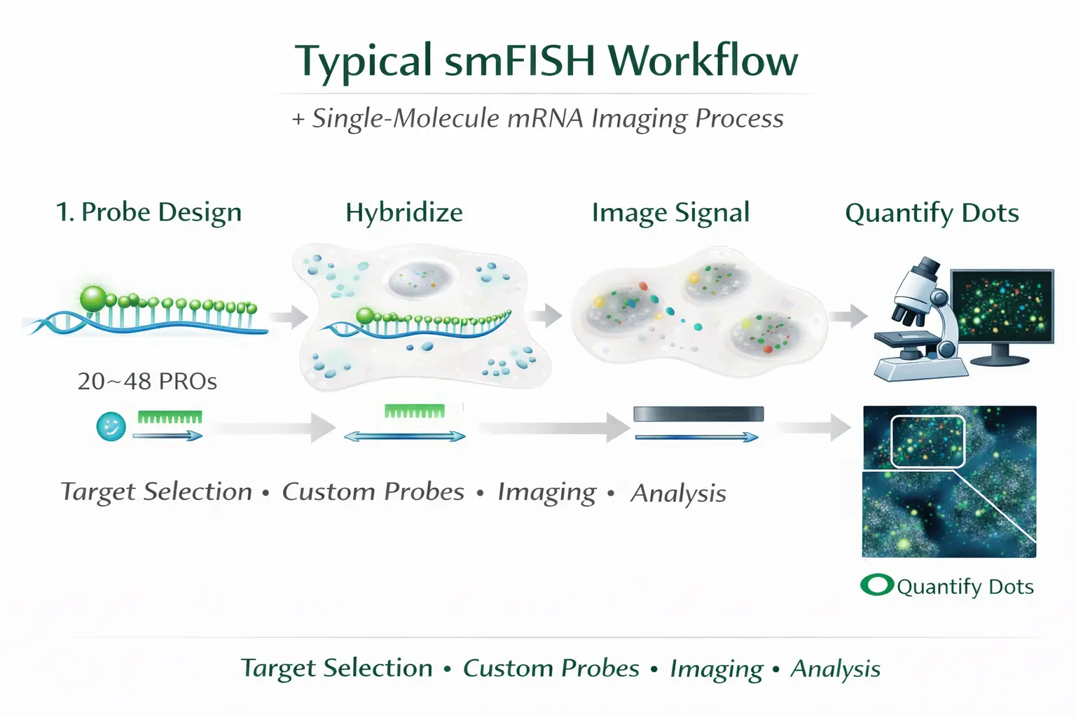 Typical smFISH workflow showing probe design, hybridization, imaging, and RNA spot analysis