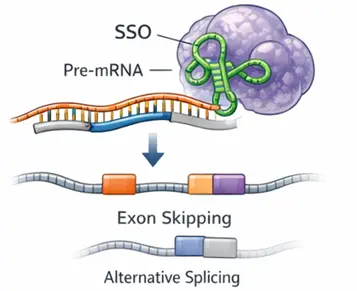 Splice-switching oligonucleotide modifying RNA splicing illustration