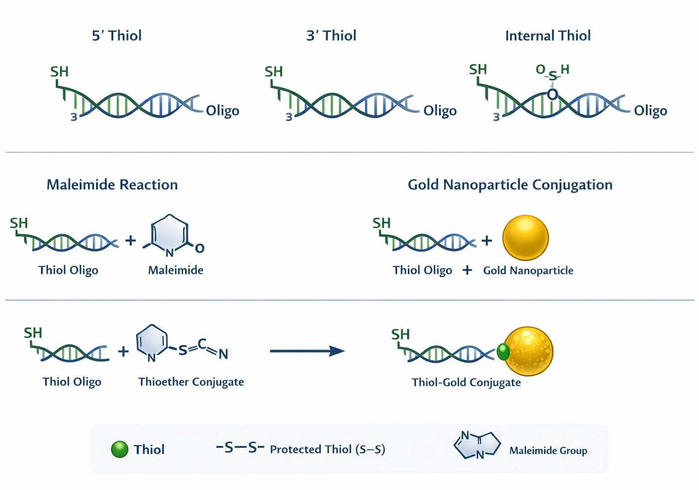Thiol-modified oligonucleotide architecture showing 5-prime, 3-prime, and internal thiol handles for conjugation and gold attachment
