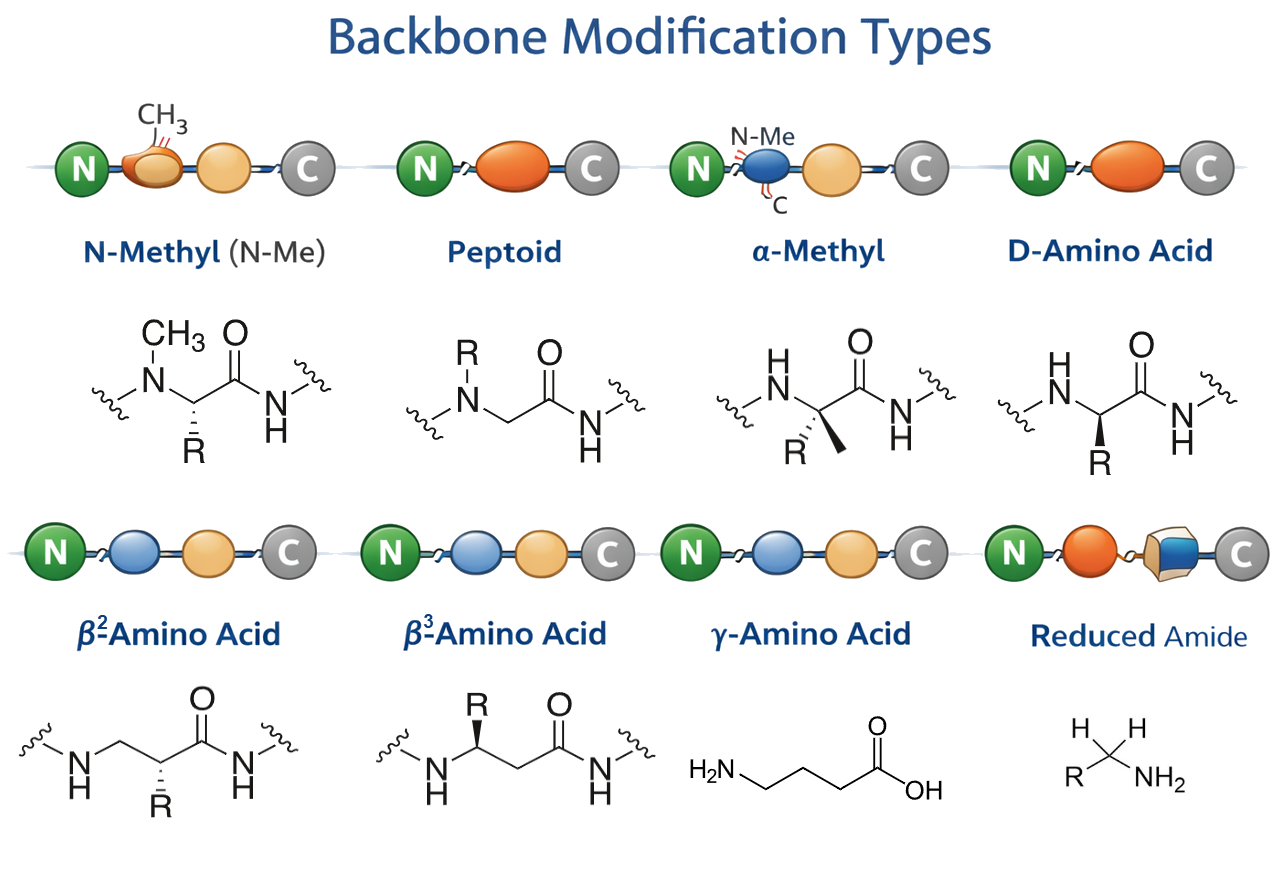 Backbone modification types including N-methylation, peptoids, alpha-methyl residues, D-amino acids, beta and gamma amino acids, and reduced amide bonds