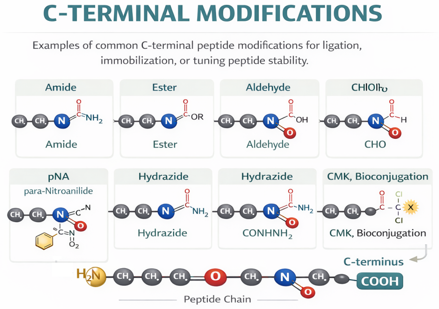 Schematic: peptide backbone with different C-terminal groups (acid, amide, thioester, hydrazide/aldehyde handle)