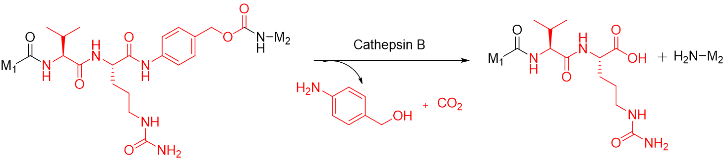 Cathepsin B cleavage of Val–Cit–PABC linker releasing amine payload