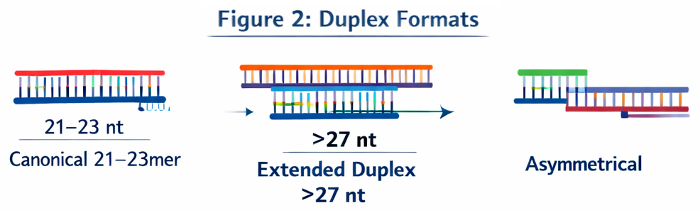 Multiple Antigen Peptide (MAP) schematic showing lysine dendrimer core with multiple epitope arms and optional spacers.