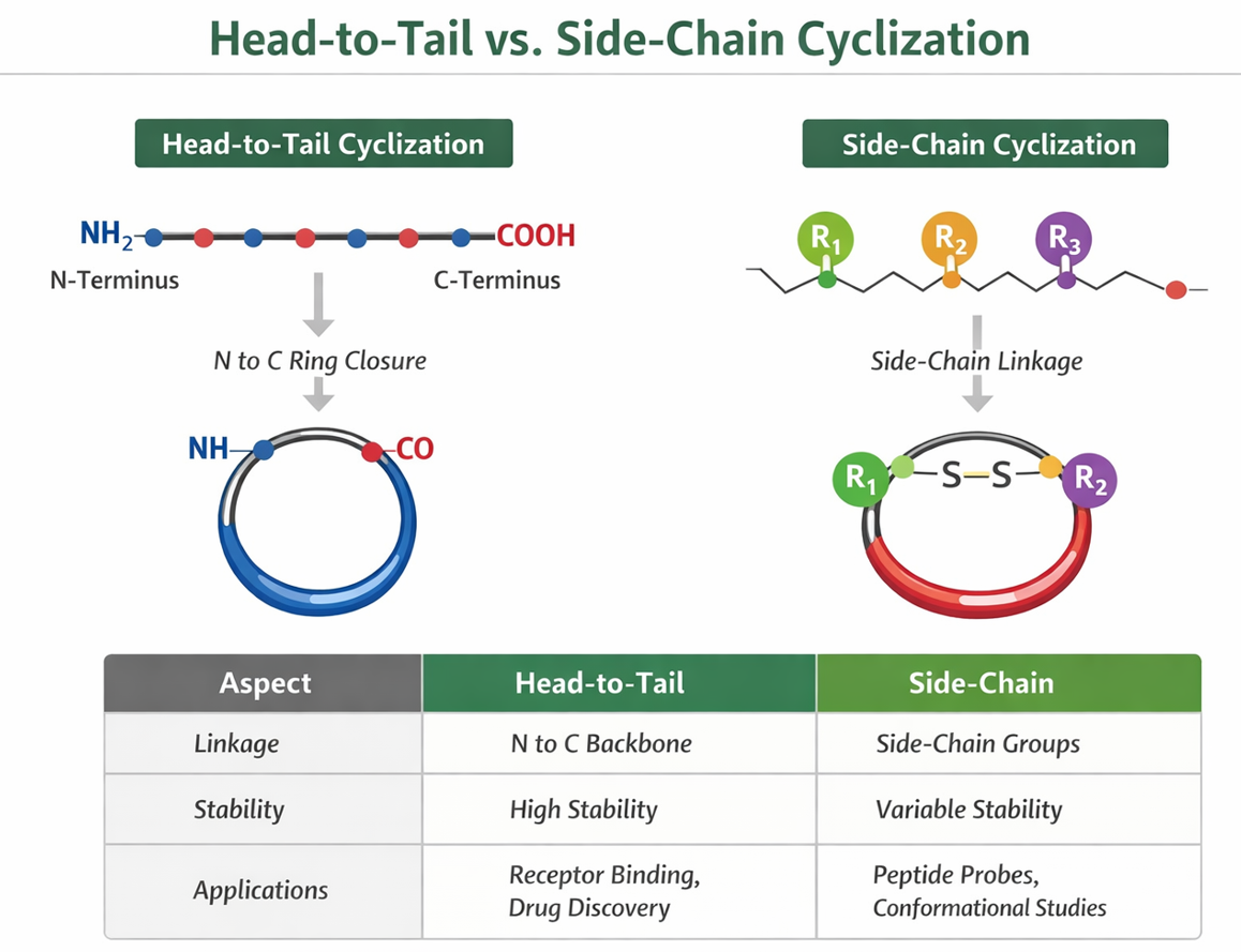 Schematic: backbone (N→C) closure vs side-chain bridge
