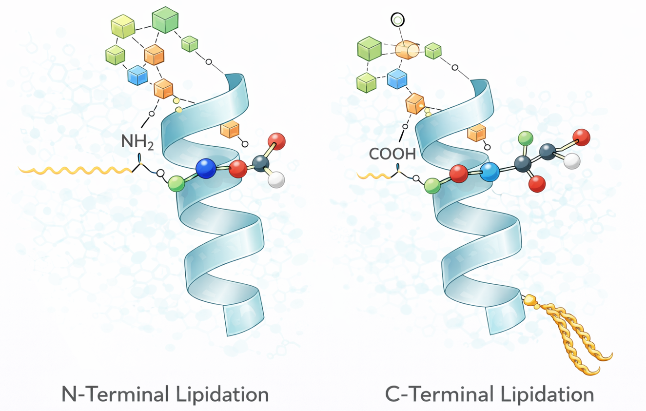 Example lipopeptide structures illustrating N-terminal and side-chain lipidation