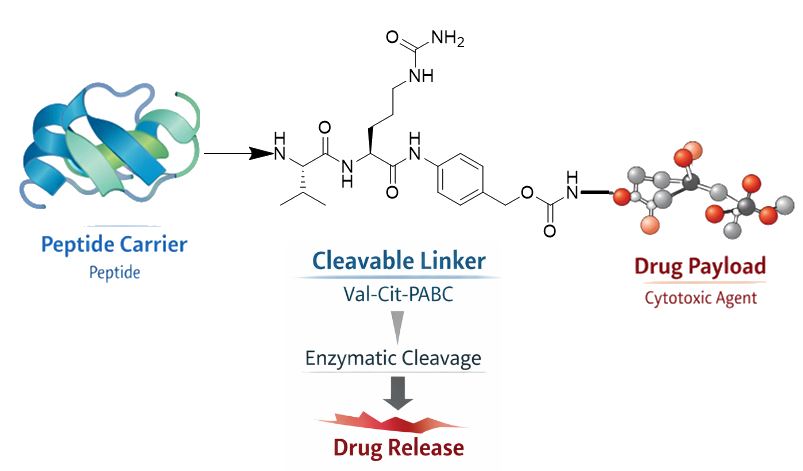 Cleavable linker peptide–drug conjugate schematic showing peptide, cleavable linker, and drug payload