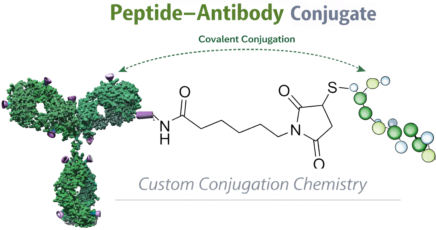 Peptide–antibody conjugation schematic showing peptide–linker attachment to an IgG antibody
