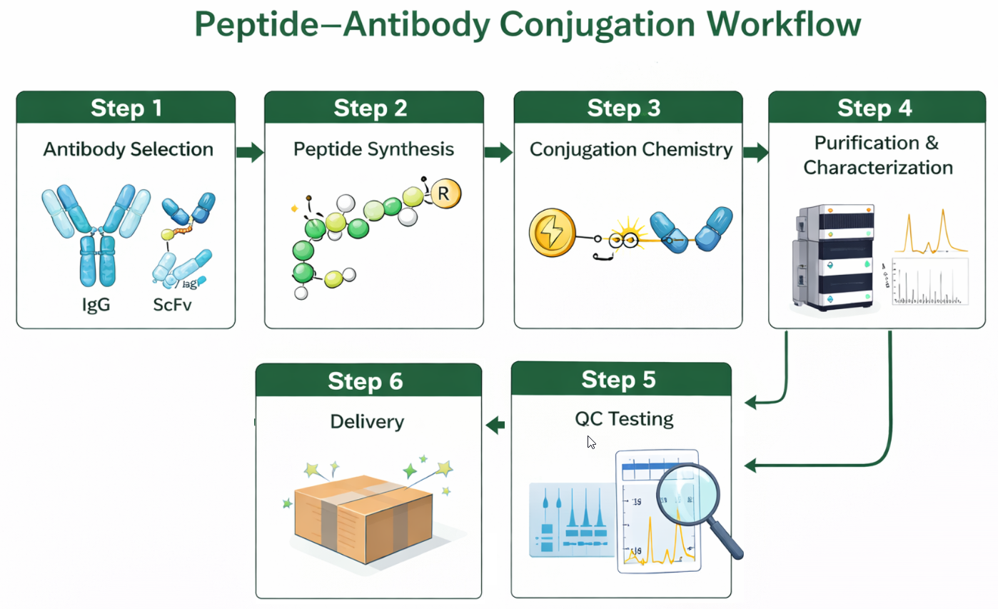 Peptide–antibody conjugation workflow showing design review, peptide synthesis, antibody preparation, conjugation, purification, and analytical QC