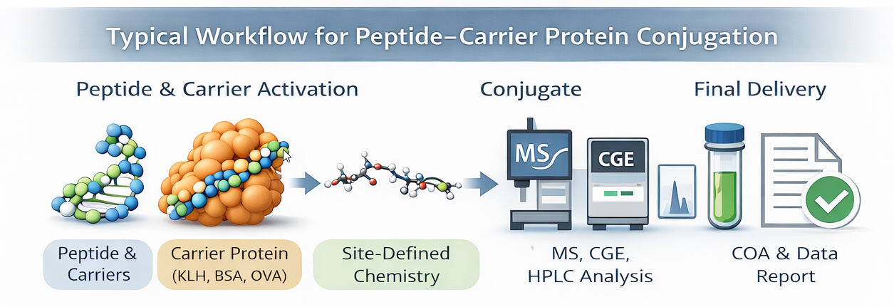 Typical workflow for peptide–carrier protein conjugation