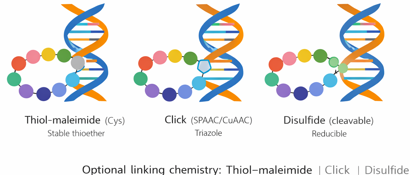 Peptide–oligonucleotide conjugation schematic showing optional linking chemistries (thiol–maleimide, click, disulfide) for DNA/RNA/ASO/siRNA.