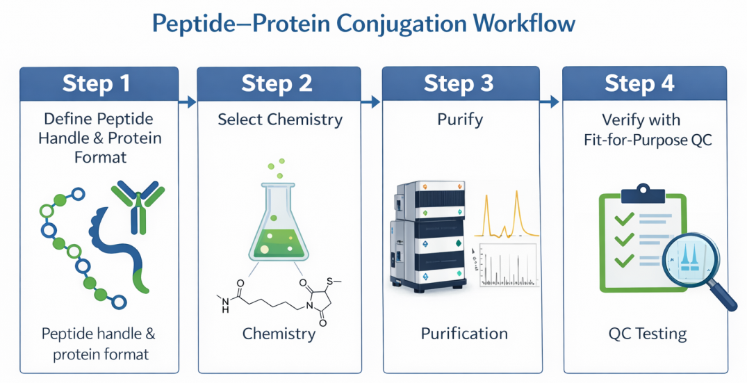 Peptide–protein conjugation workflow showing peptide handle selection, conjugation chemistry, purification, and QC
