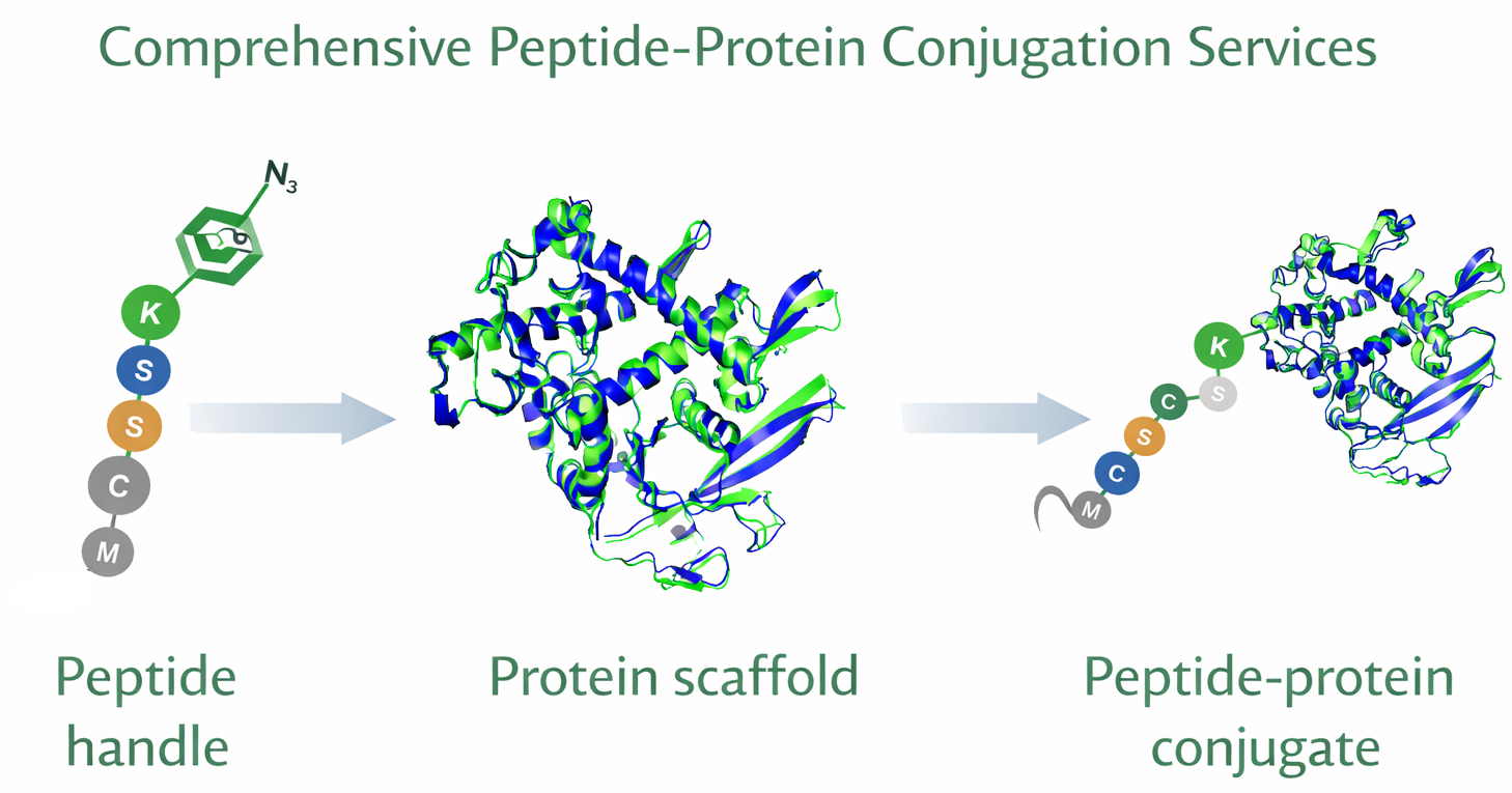 Peptide–protein conjugation overview schematic