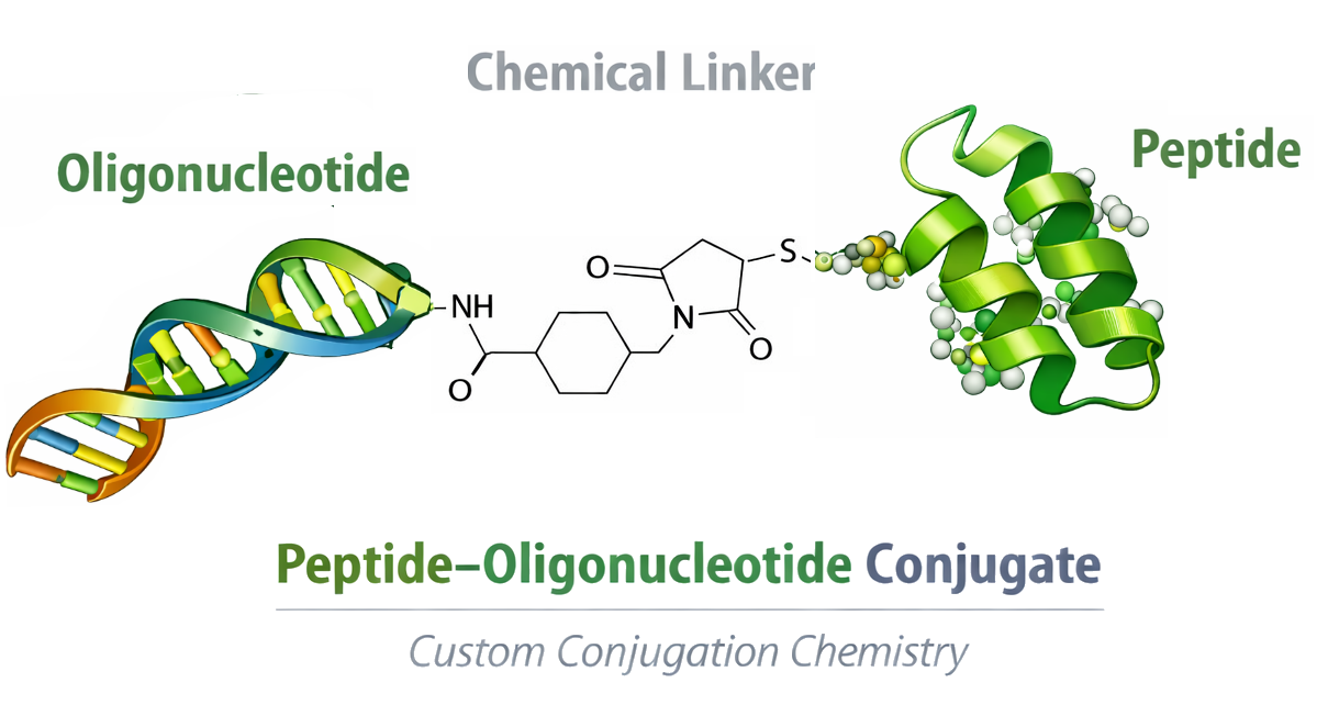 Schematic of peptide–siRNA conjugate showing peptide module, linker options, and siRNA duplex with sense/antisense strands and 5′/3′ ends.