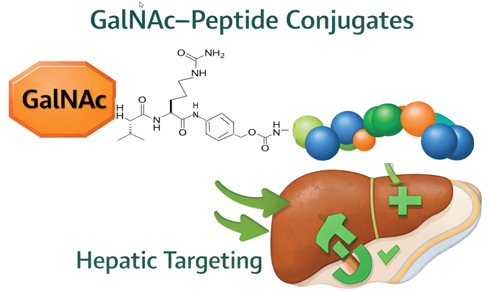 Schematic of a peptide–targeting ligand conjugate showing peptide, linker/PEG spacer, and a non-drug targeting ligand.