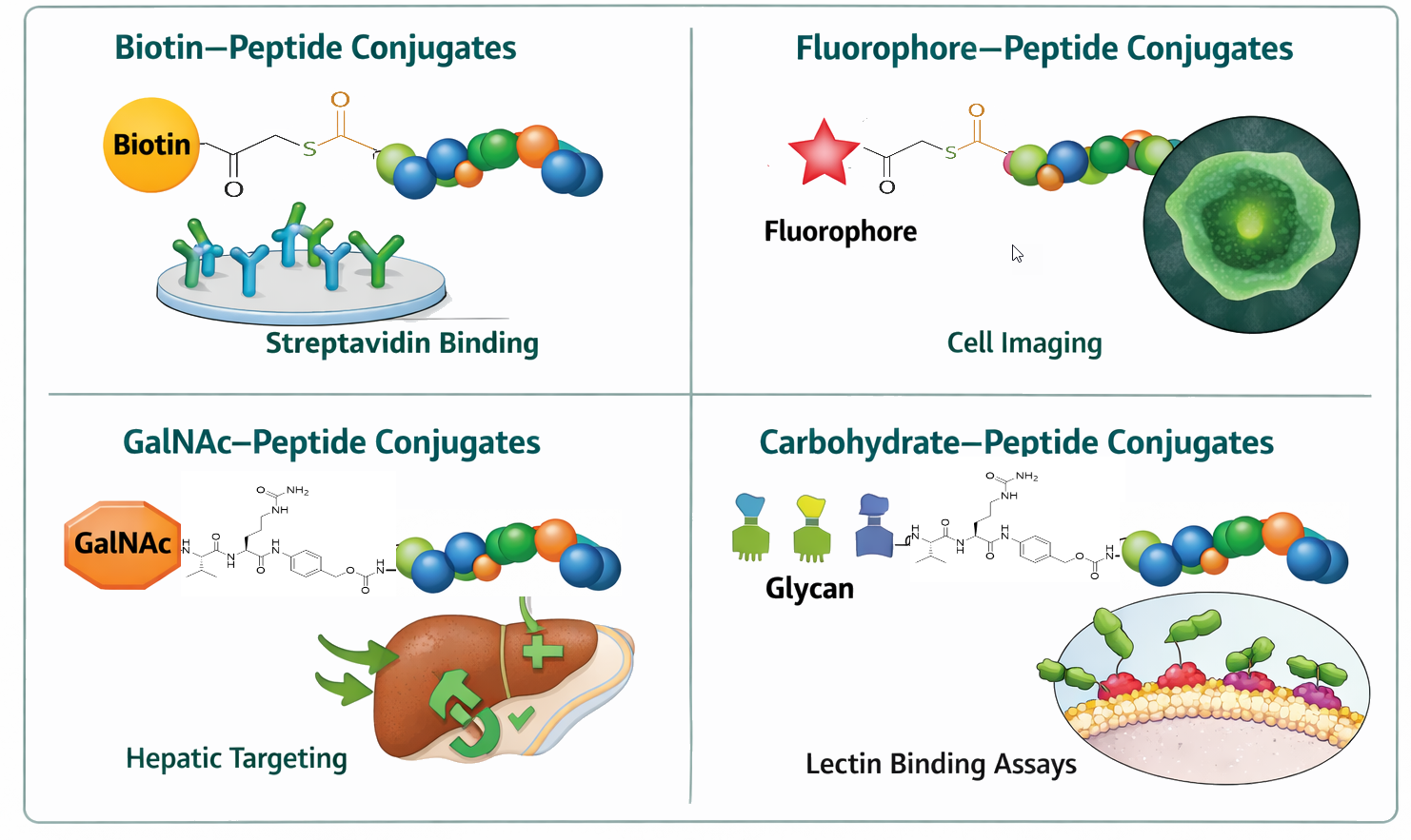 Branched peptide synthesis schematic showing a lysine branching core with two to eight peptide arms (MAP-2, MAP-4, MAP-8) and dendrimer for multivalent epitope presentation.